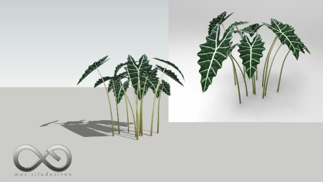 亚马孙海芋“非洲面具” sketchup植物模型 第1张