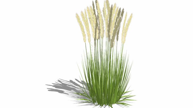 羽茅的苇草 sketchup植物模型 第1张