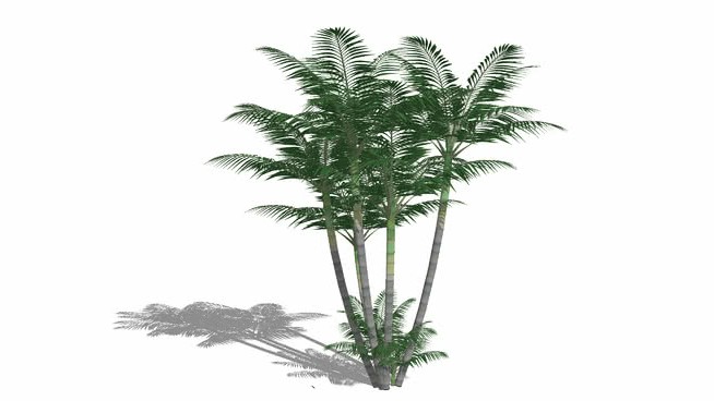 帕勒姆 sketchup植物模型 第1张