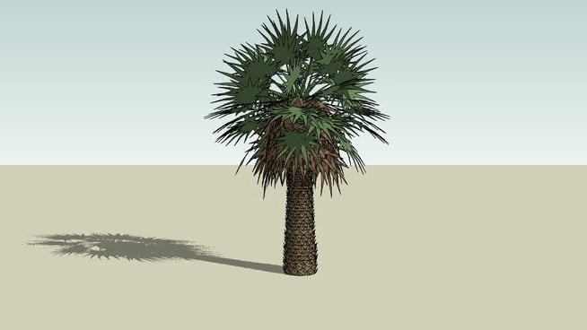 palemira或棕榈Washingtonia罗布斯塔 sketchup植物模型 第1张