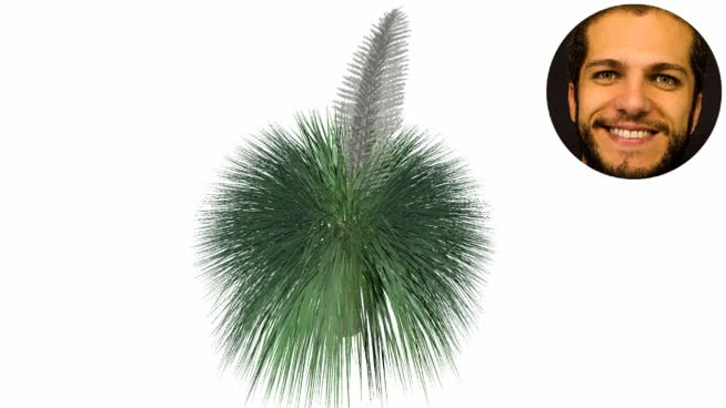 nolina longifolia Folha beaucanea dasylirion longifolium姜黄 sketchup植物模型 第1张