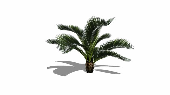 棕榈树 sketchup植物模型 第1张