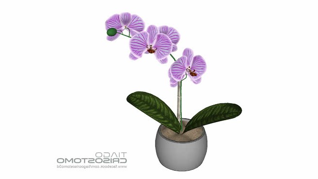 兰花 sketchup植物模型 第1张