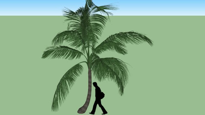 帕尔梅拉椰子Arking辛塞莱霍 sketchup植物模型 第1张