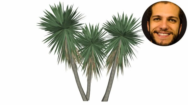 象温柔的巨人yuca guatemalensis iuca皮塔是无刺的纯度 sketchup植物模型 第1张
