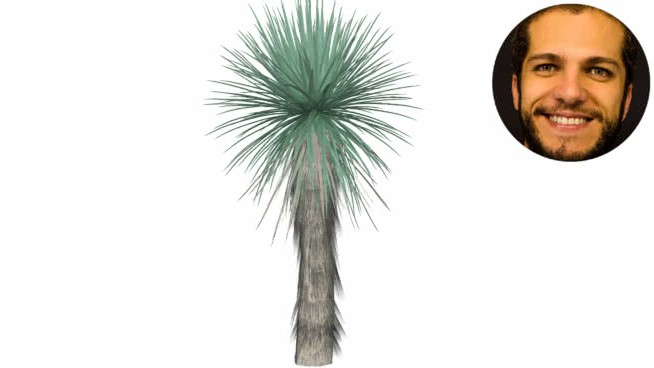 亚当的长针iuca曼萨丝兰 sketchup植物模型 第1张