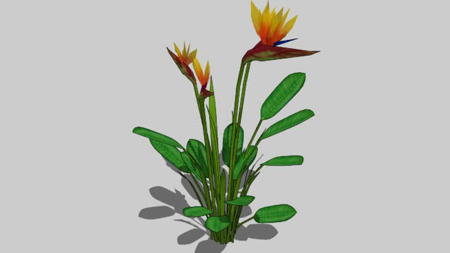 天堂鸟 sketchup植物模型 第1张