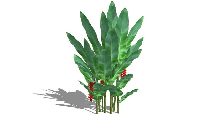 海芋属（皮桑2安） sketchup植物模型 第1张