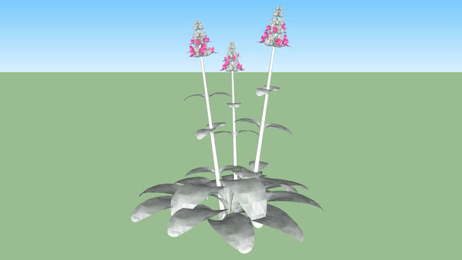 绵毛水苏 sketchup植物模型 第1张