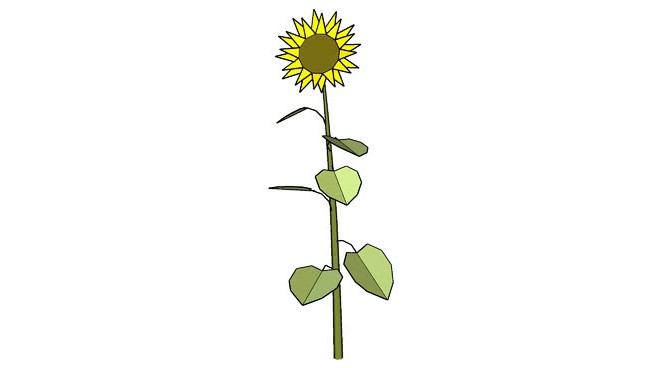 向日葵植物 sketchup植物模型 第1张