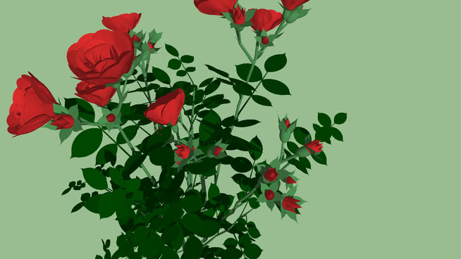 玫瑰 sketchup植物模型 第1张