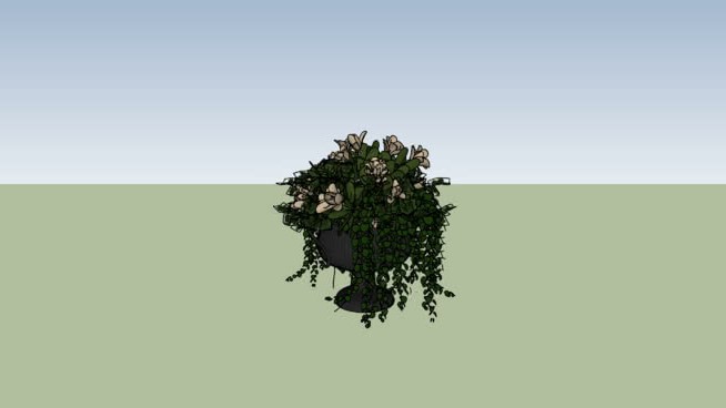 阿兰乔 sketchup植物模型 第1张