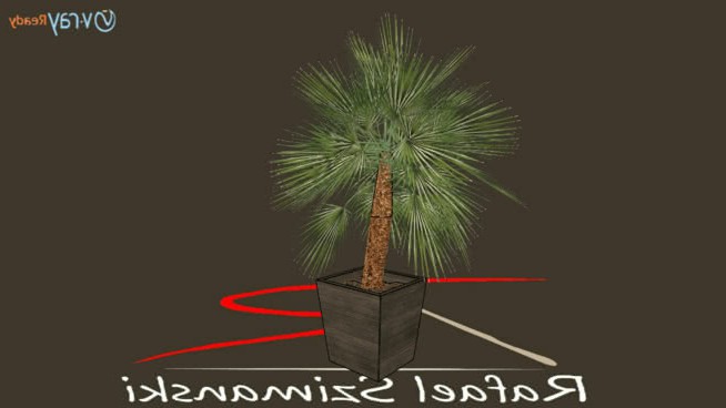 棕榈树装饰（VRay就绪） sketchup植物模型 第1张
