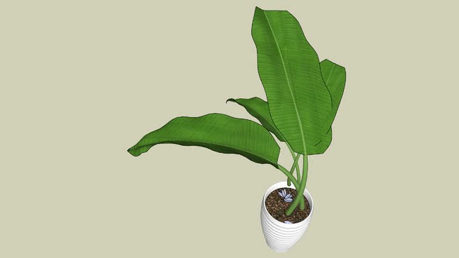 室内植物 sketchup植物模型 第1张