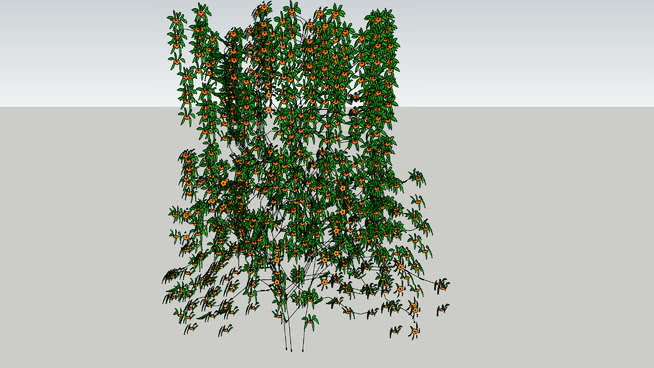 布莱希德苏珊 sketchup植物模型 第1张