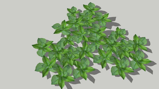 山柰 sketchup植物模型 第1张