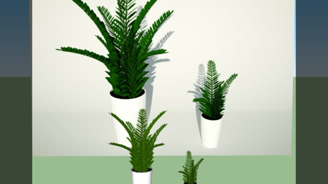 泽兰属植物 sketchup植物模型 第1张