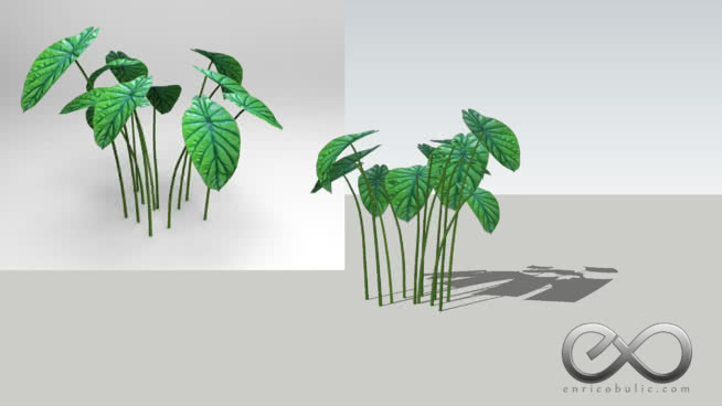 Alosiah CypeolATIA“Green Shield Alocsisians” sketchup植物模型 第1张