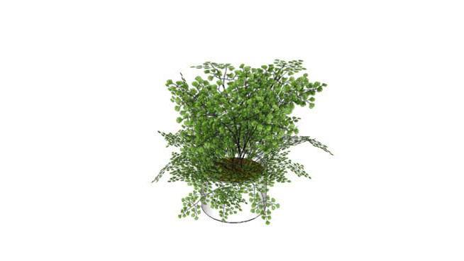 阿文卡 sketchup植物模型 第1张