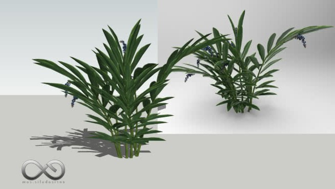 山姜良姜 sketchup植物模型 第1张