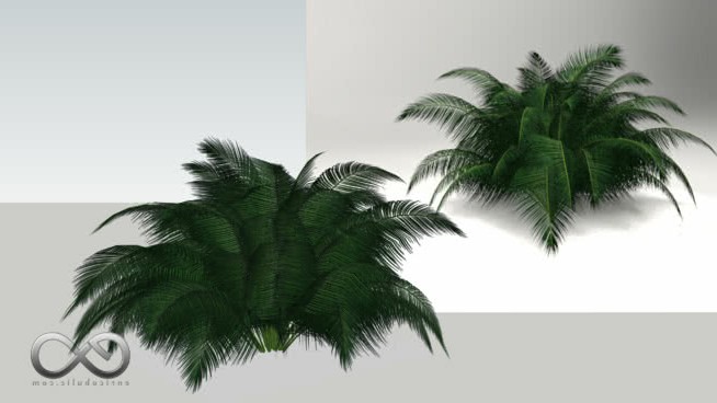 “chamaedorea暗绿级联掌” sketchup植物模型 第1张
