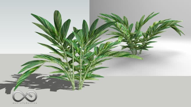 泽泻“壳姜” sketchup植物模型 第1张