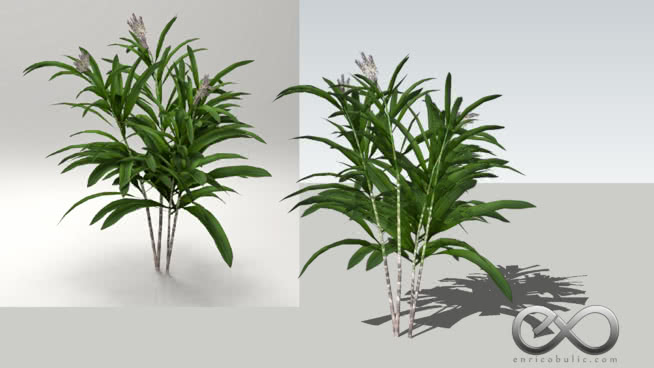 白花地衣 sketchup植物模型 第1张
