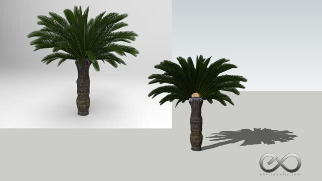cycas revoluta”的西米幼虫棕榈” sketchup植物模型 第1张