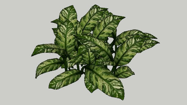 叶子02 sketchup植物模型 第1张