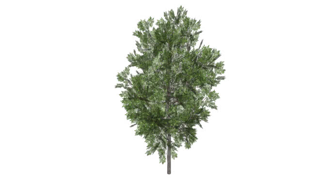 绿树 sketchup植物模型 第1张
