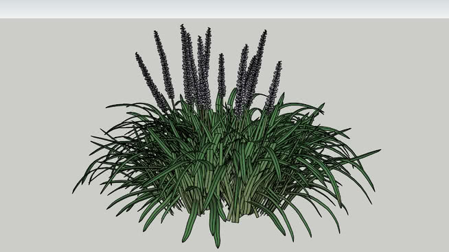 麦冬变异5Y01 sketchup植物模型 第1张