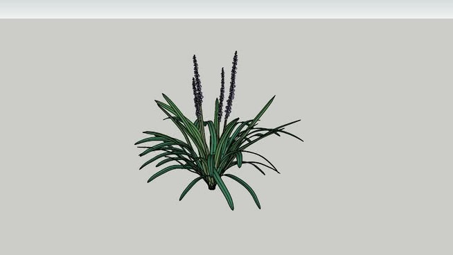 麦冬变异6603 sketchup植物模型 第1张