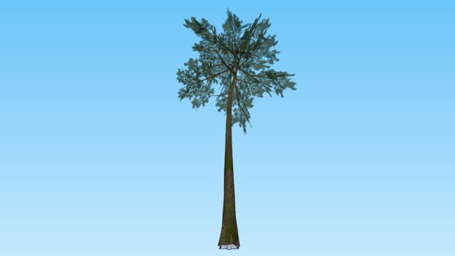 2的松树 sketchup植物模型 第1张