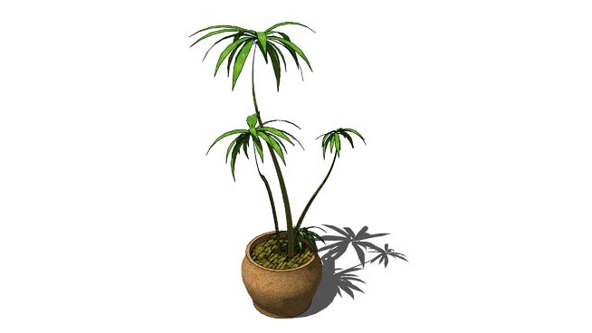 帕尔米塔 sketchup植物模型 第1张