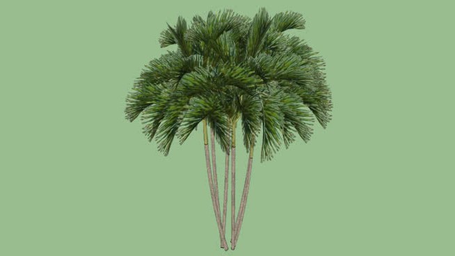 棕榈A sketchup植物模型 第1张