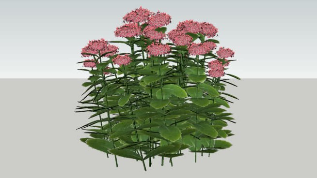 景天-秋乐3D植物 sketchup植物模型 第1张