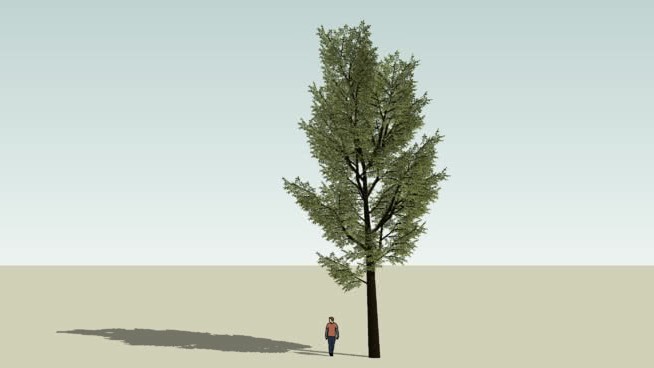 高大的树变2 sketchup植物模型 第1张