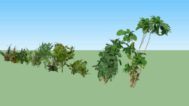植被5 sketchup植物模型 第1张