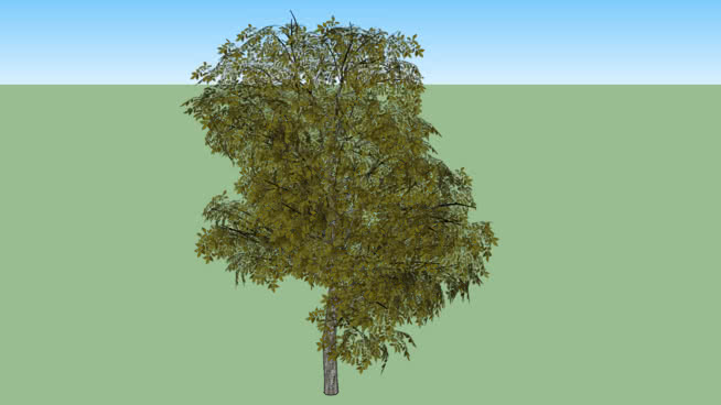 树D sketchup植物模型 第1张
