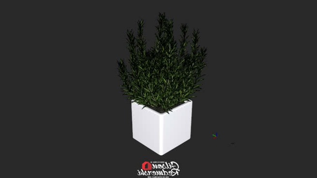 第三杯 sketchup植物模型 第1张
