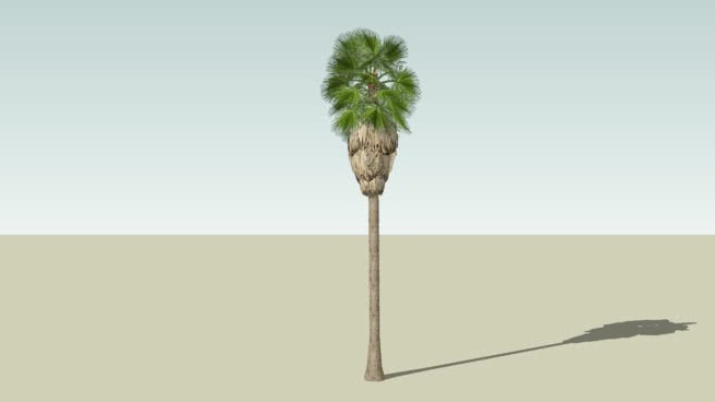 华盛顿棕榈 sketchup植物模型 第1张