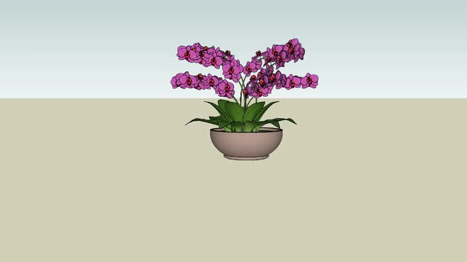 orquÍdeas安排 sketchup植物模型 第1张
