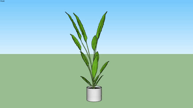 N-PANTROY01 sketchup植物模型 第1张