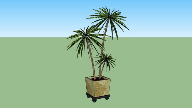 室内植物龙树 sketchup植物模型 第1张