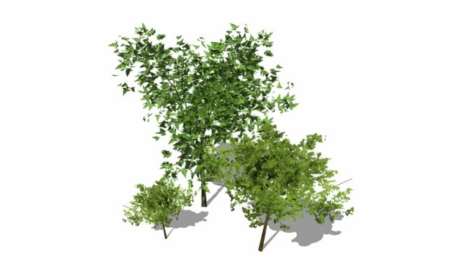 从集合C&D中得到2.5D树 sketchup植物模型 第1张