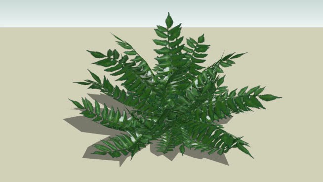 蕨类植物 sketchup植物模型 第1张
