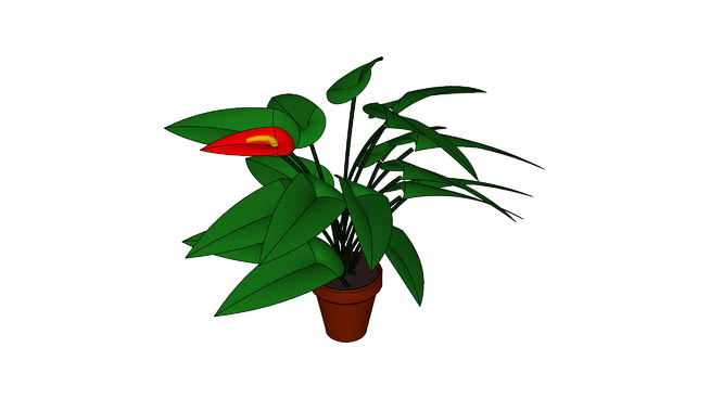 红掌 sketchup植物模型 第1张