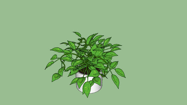 Gullranka植物 sketchup植物模型 第1张