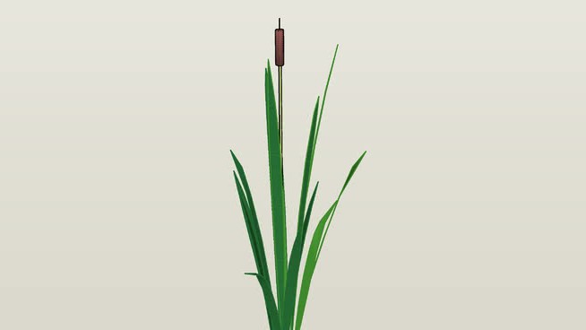 单簧管植物 sketchup植物模型 第1张