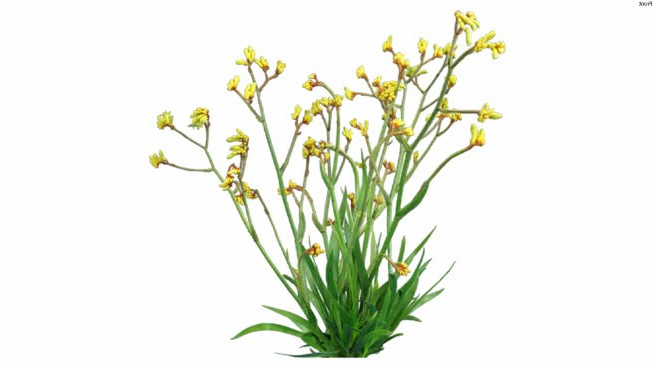 粉黄 sketchup植物模型 第1张